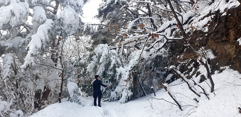 24년 11월 28일, 폭설이 내려 나무가 다 부러진 광교산 중턱